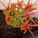 Scadoxus multiflorus Květ