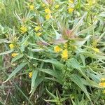 Melampyrum pratenseFlower