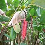 Heliconia mariae Frucht