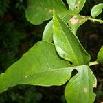 Solanum wendlandii List