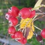 Sorbus aria Плід