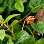 Jacquemontia pentanthos Vrucht