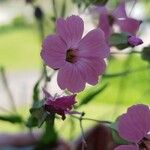 Gypsophila vaccariaFlower