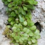 Sedum fragrans Vekstform