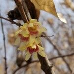 Chimonanthus praecox Flor