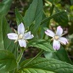 Epilobium roseum Kukka