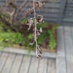 Ribes sanguineum Blatt