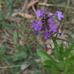 Lobelia urens Flower