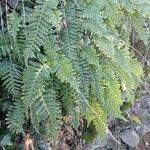 Polypodium vulgare Alkat (teljes növény)