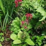 Primula japonica Habit