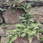 Asplenium ceterach Deilen