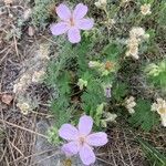 Geranium viscosissimum Blomst