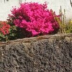 Rhododendron indicum Blomma