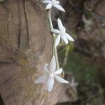 Aerangis calantha Kwiat