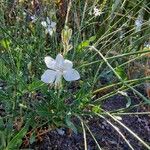 Oenothera lindheimeriFlower