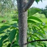 Holarrhena floribunda Bark