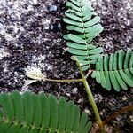 Albizia lebbeck Leaf