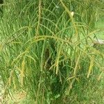 Dacrydium cupressinum Leaf
