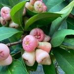 Syzygium samarangense Плід