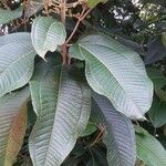 Miconia calvescens Leaf