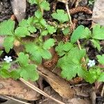 Nemophila aphylla Flor