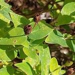 Hypericum hircinum Fuelha