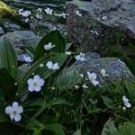 Ranunculus platanifolius 花