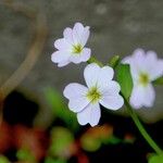 Malcolmia maritima പുഷ്പം