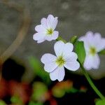 Malcolmia maritima Blomma