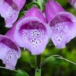 Digitalis purpurea Квітка