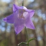 Campanula rotundifolia Virág