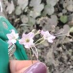 Commicarpus chinensis फूल