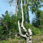 Fagus grandifolia Bark