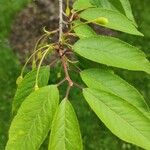 Prunus serrula Hoja