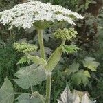 Heracleum lanatum Листок