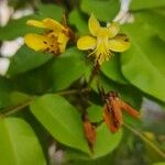 Cenostigma tocantinum പുഷ്പം