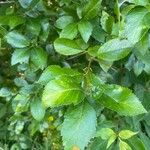 Crataegus crus-galliLeaf