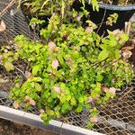 Barleria repens Hábito