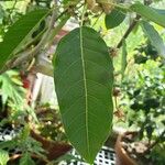 Ficus virens ഇല