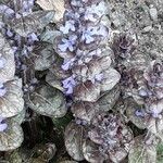 Ajuga pyramidalis Kukka