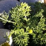 Tripleurospermum maritimum Blad