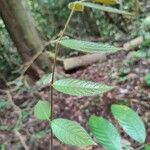 Canarium pilosum Leaf