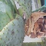 Aloe marlothii Alia