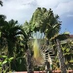 Ravenala madagascariensisYaprak