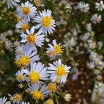 Symphyotrichum ericoides ᱵᱟᱦᱟ