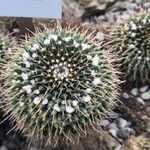 Mammillaria magnimamma 形態