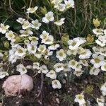 Saxifraga squarrosa Floare