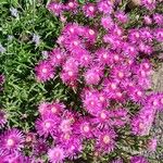Delosperma cooperi Habitus