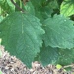 Philadelphus schrenkii Leaf