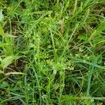 Cyclospermum leptophyllum Blatt